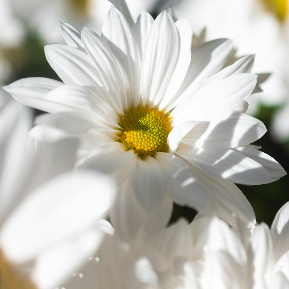 a close up of a white flower