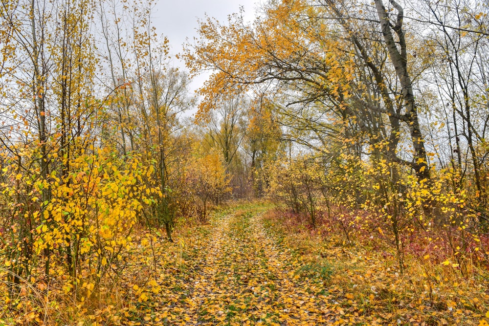 a path through a forest