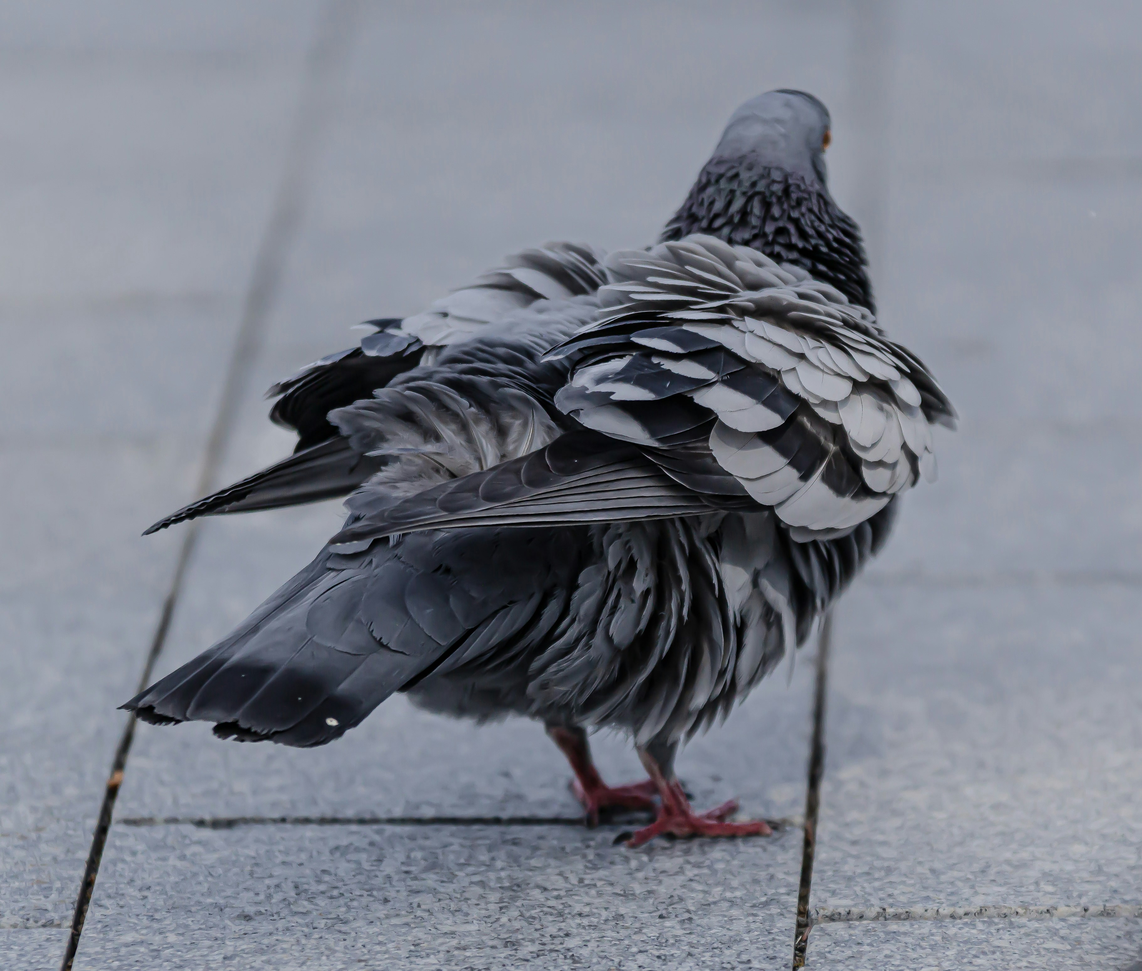 Photo by starkie_pics