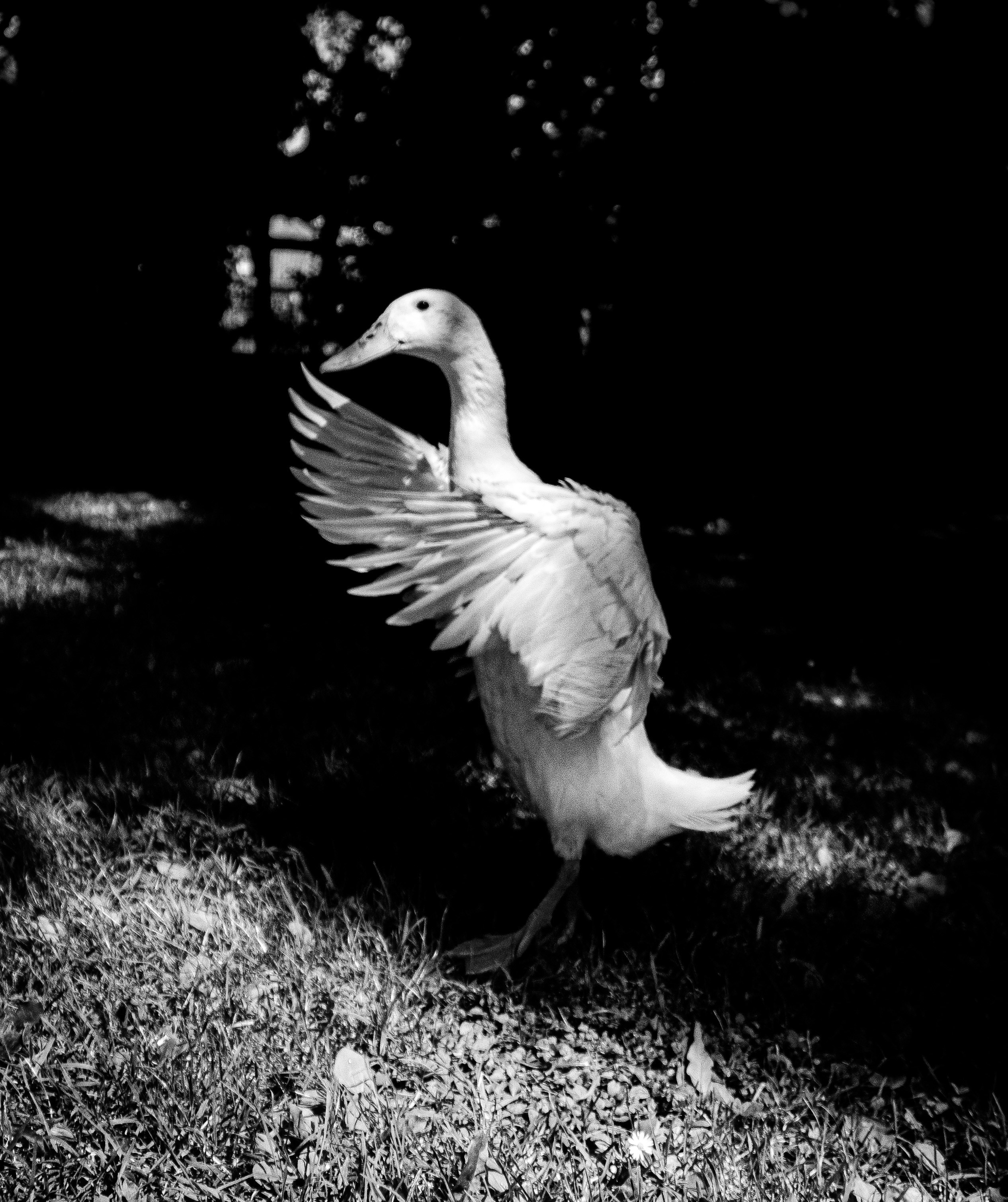 Photo by starkie_pics