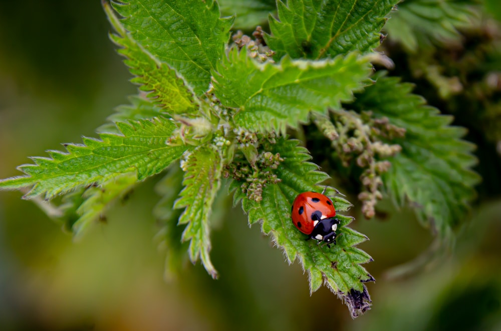 a ladybug on a leaf