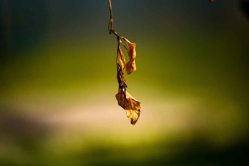 a branch with leaves