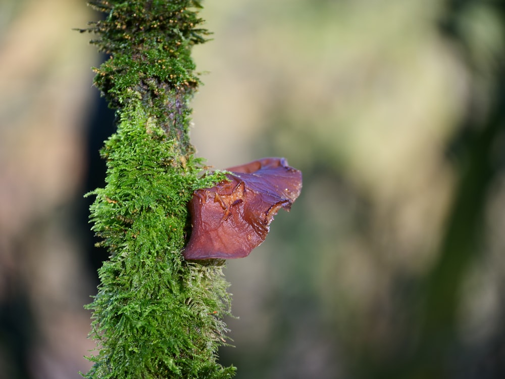 a red leaf on a tree