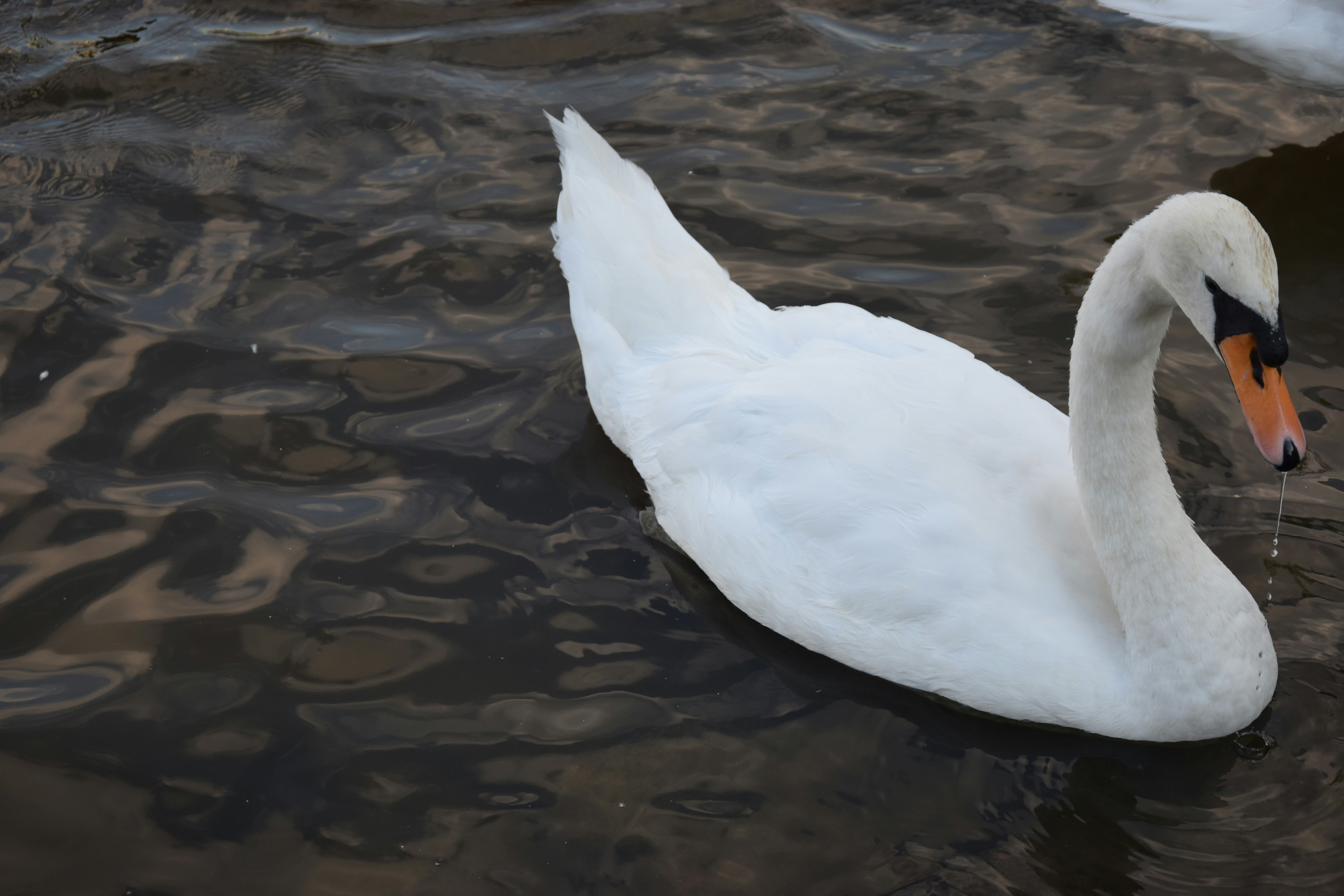 a white swan swimming in water