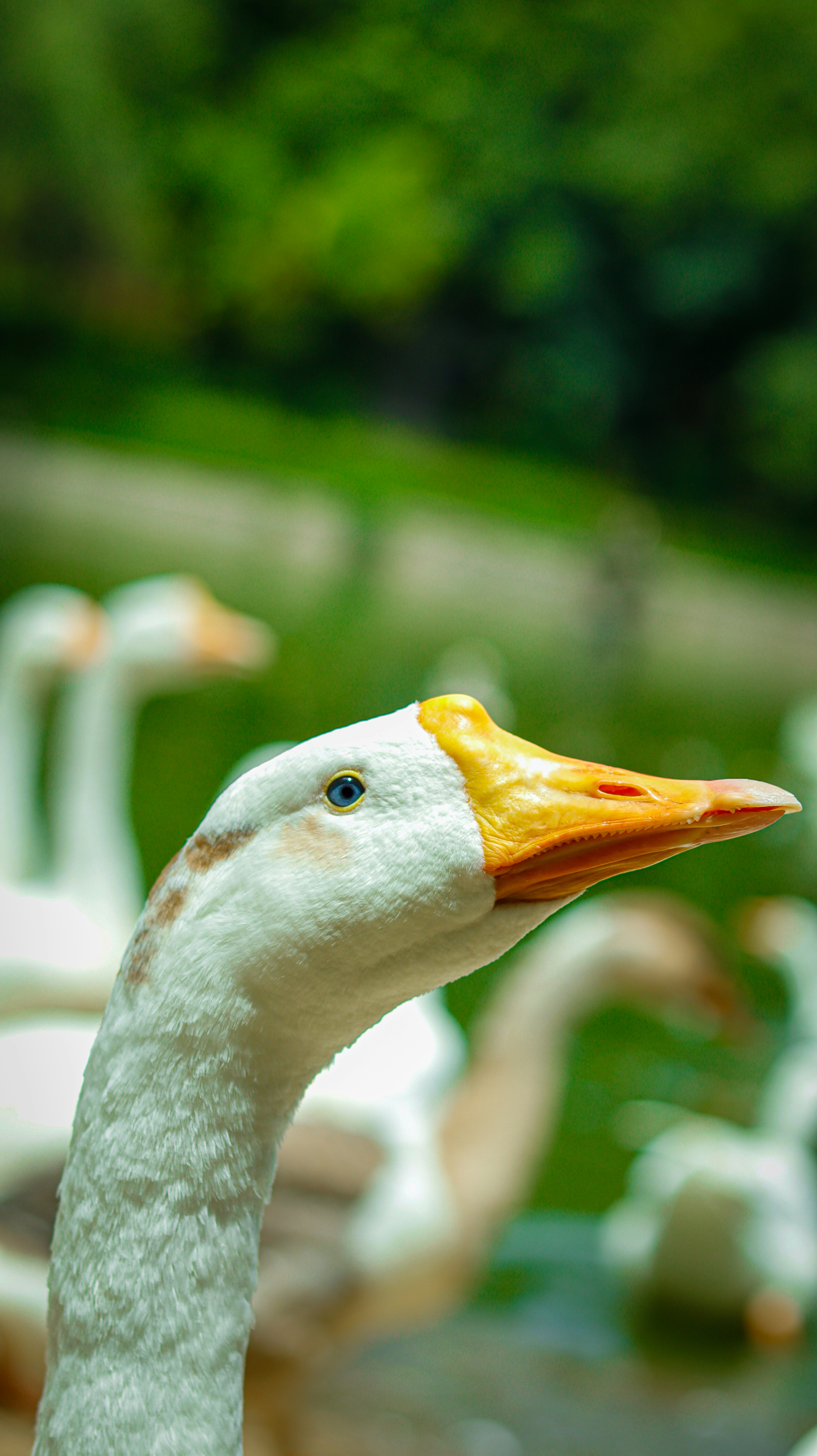 Photo by aneet_singh