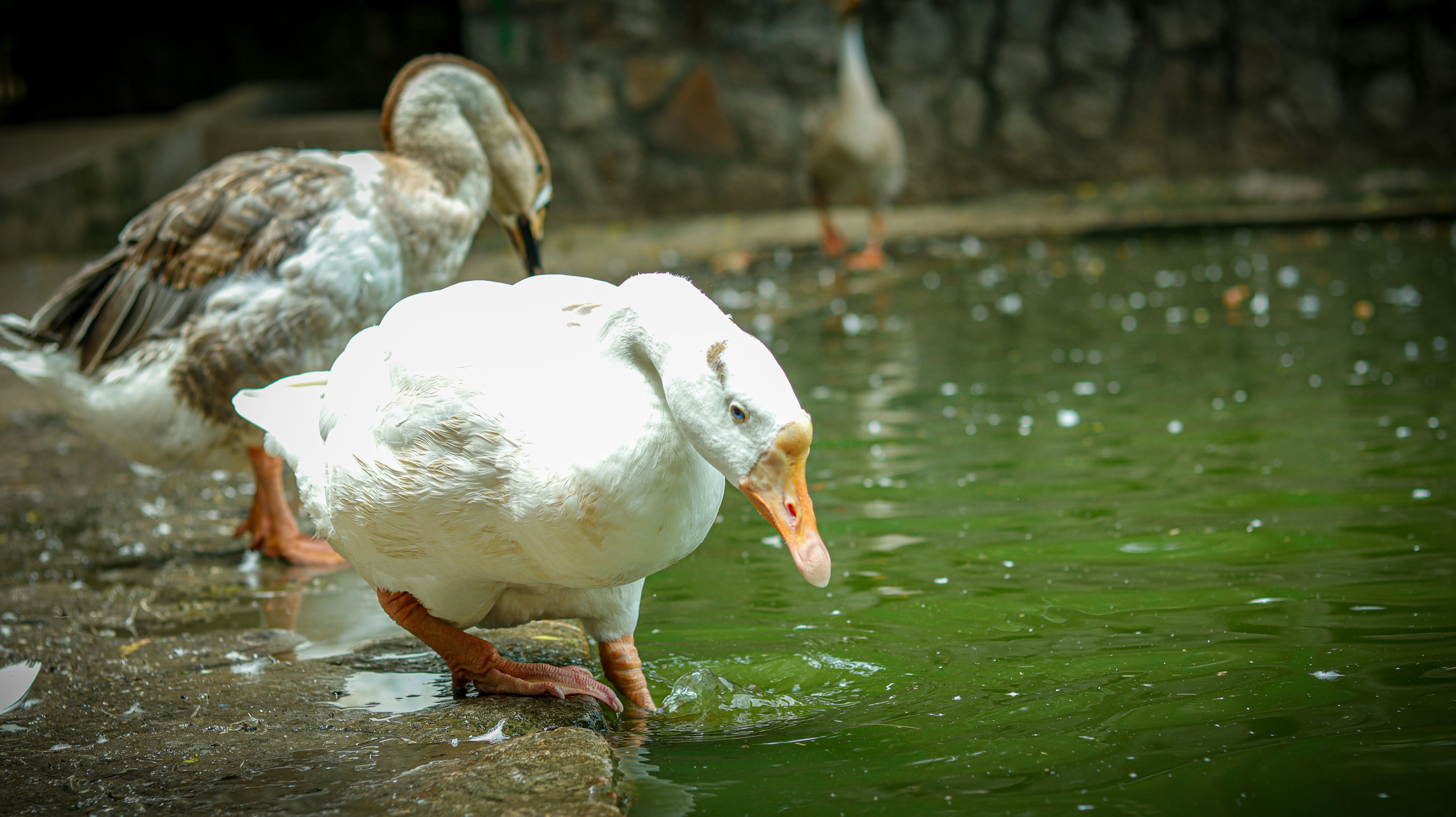 Photo by aneet_singh