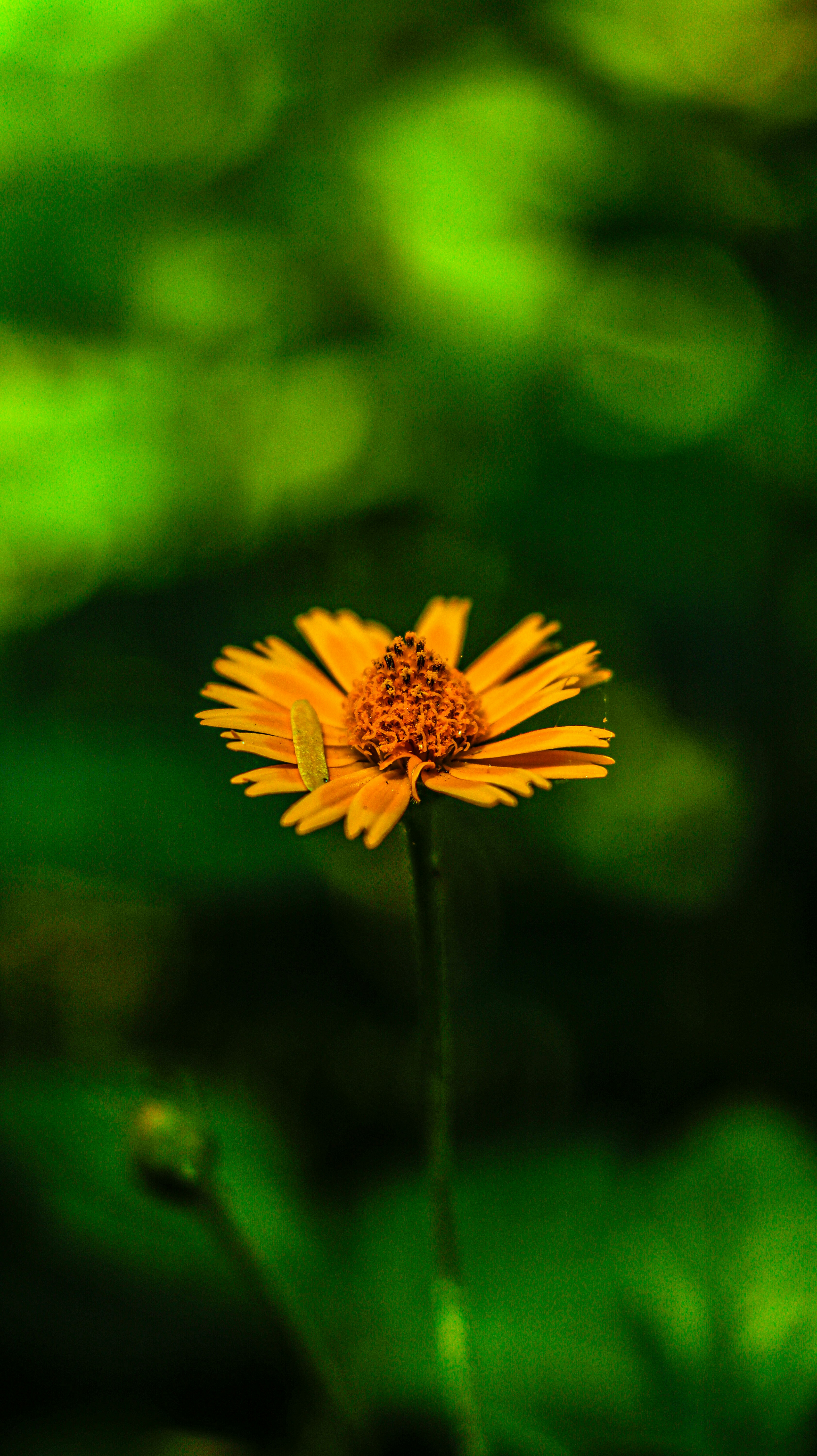 Photo by aneet_singh