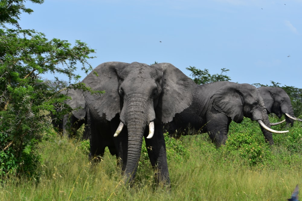 elephants in the grass