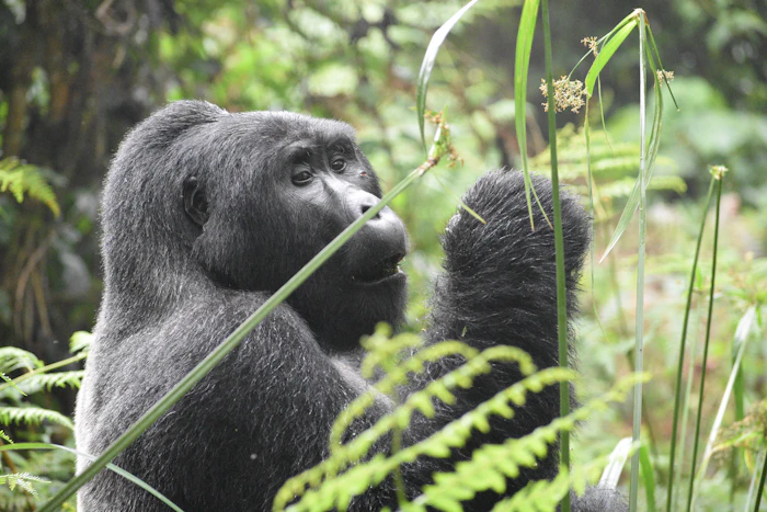 Volcanoes NP — Rwanda Gorillas photo 6