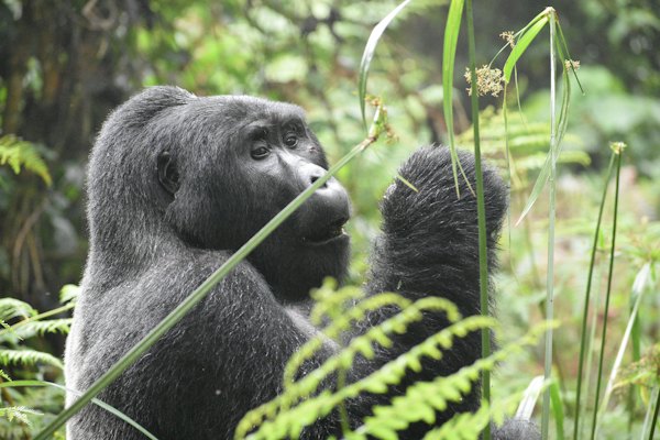 A mountain gorilla feeding in the bamboo — Volcanoes National Park, Rwanda