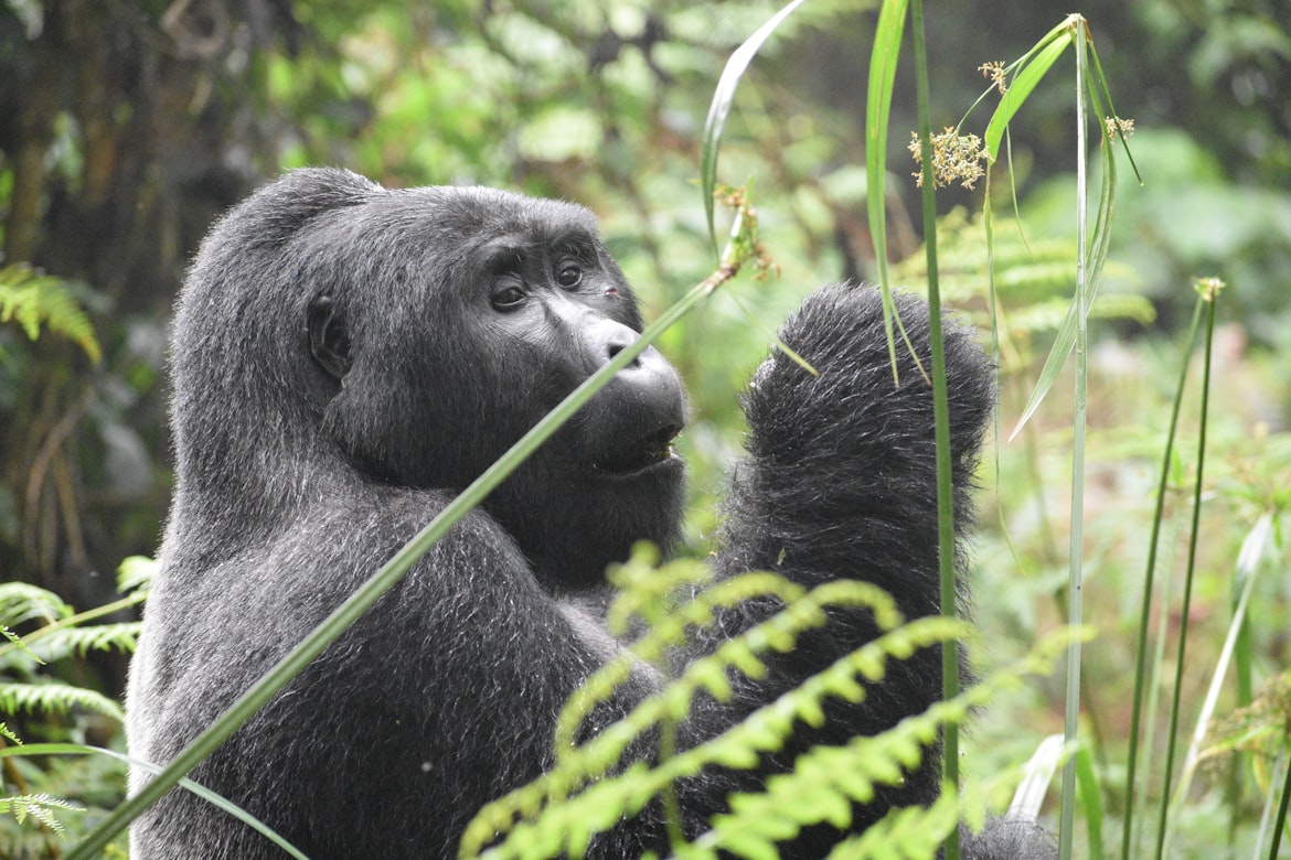 gorilla trekking in rwanda