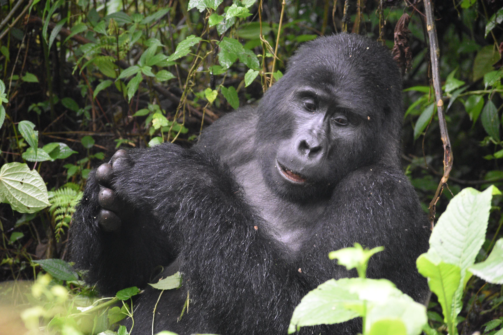 3 Days Gorilla Tour