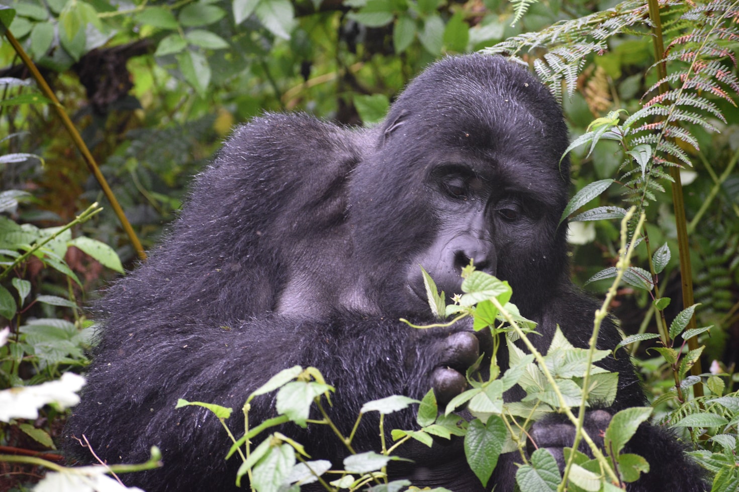 Mountain Gorilla Trekking Rwanda