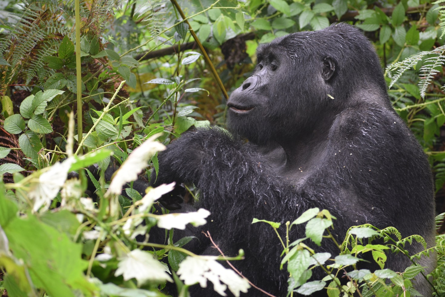 gorilla trekking rwanda, gorilla tours rwanda, gorilla safaris rwanda, gorilla tour package rwanda