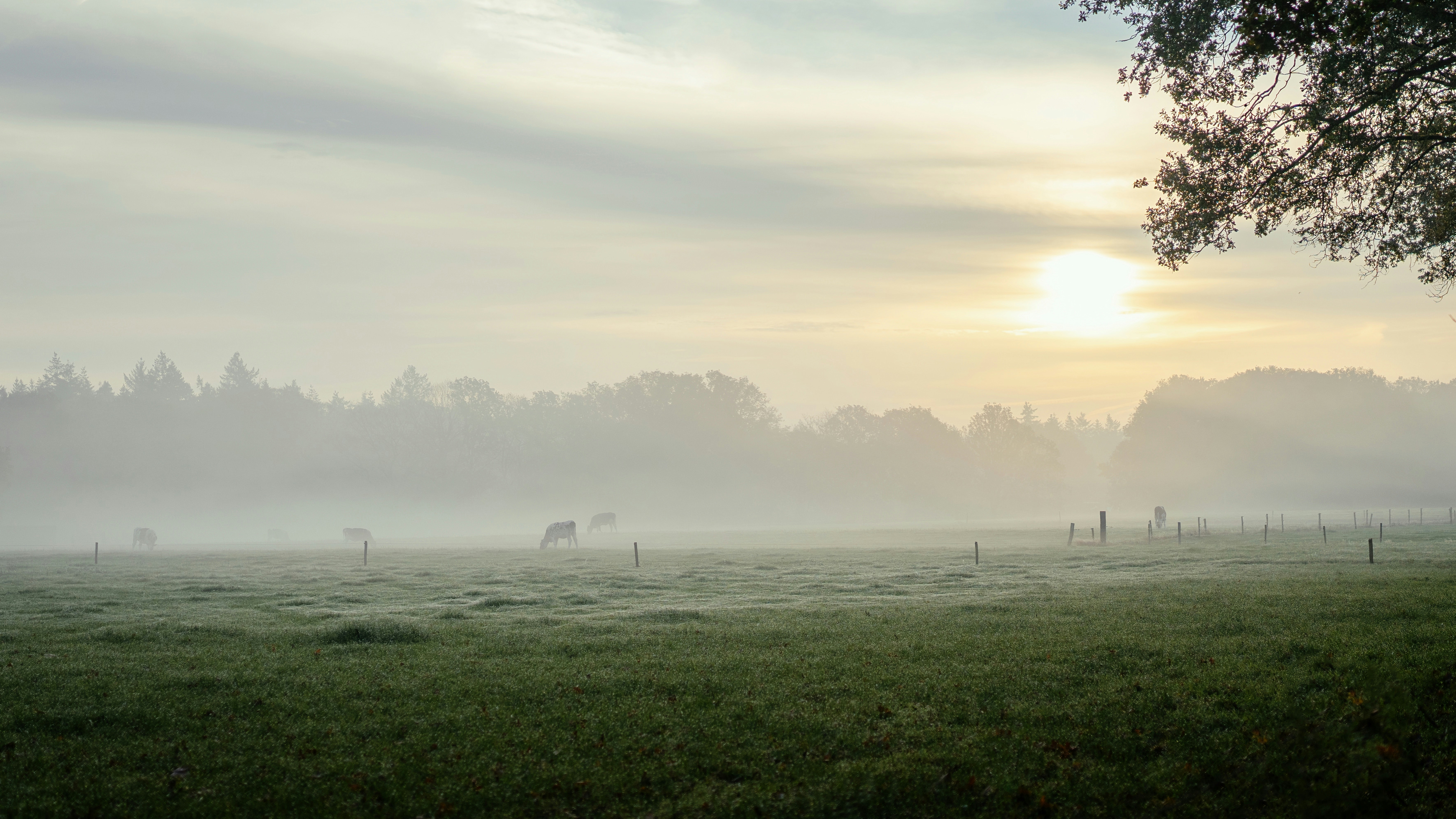 a foggy field with trees