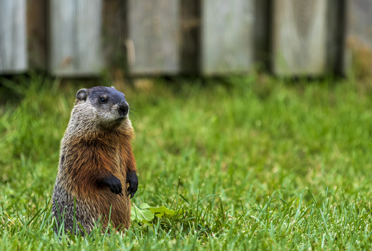 A woodchuck sitting in long grass