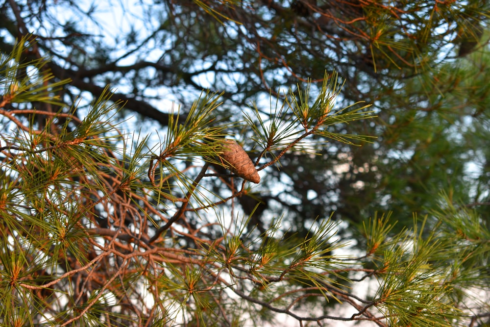 a bird in a tree