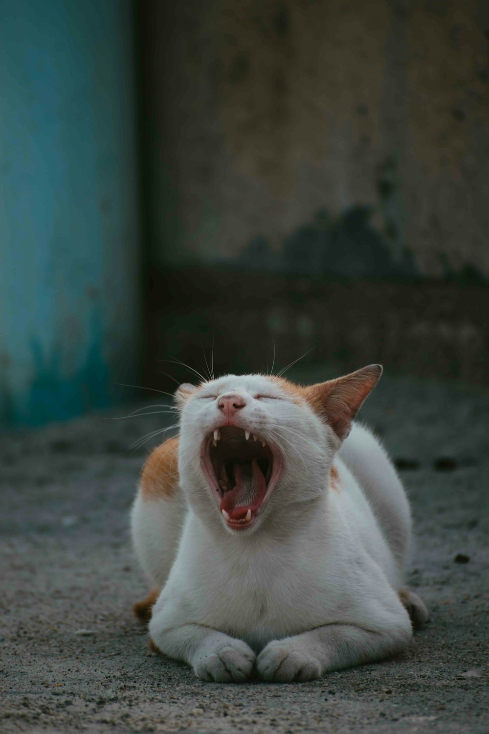 a cat yawning on the ground