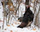 A happy hunter holding a turkey in a forest at dawn.