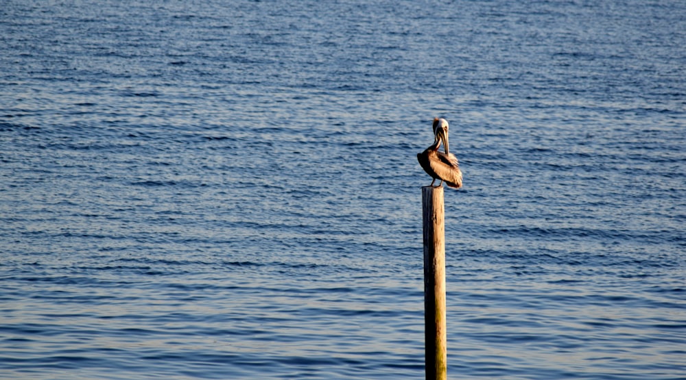 a bird sitting on a post