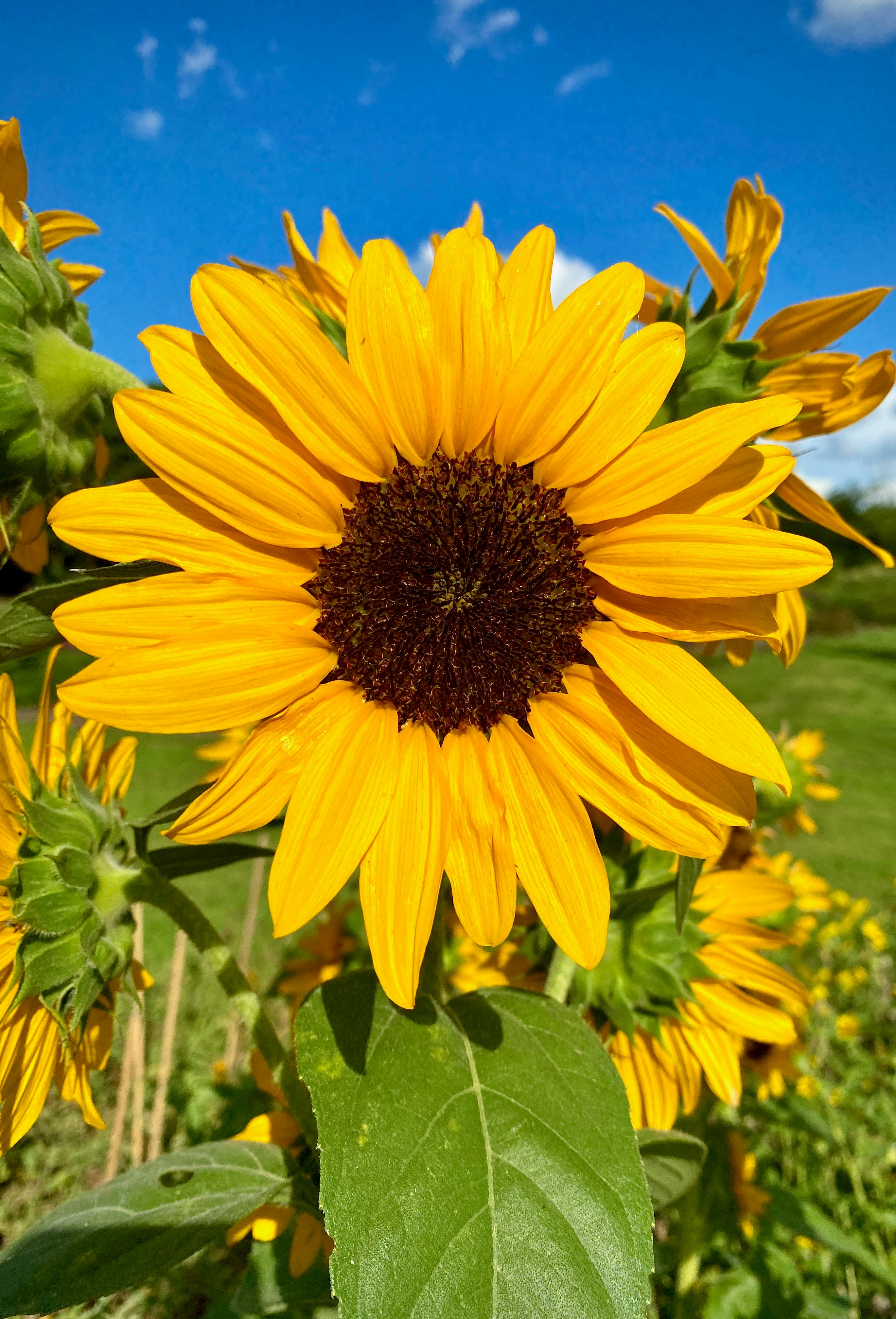 Un gran girasol con muchos pétalos
