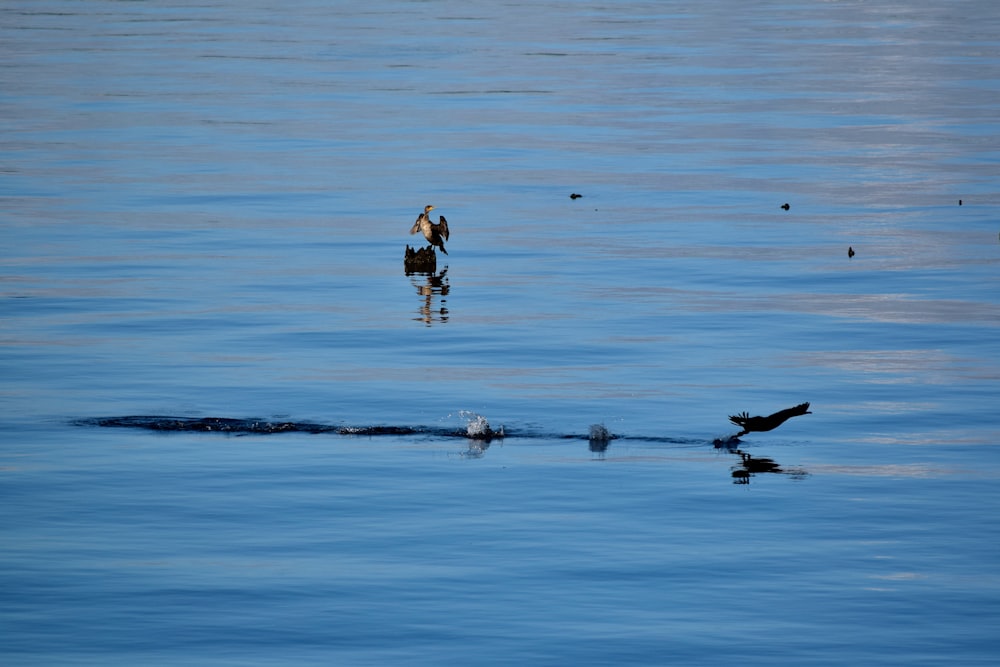 birds on a rock in the water