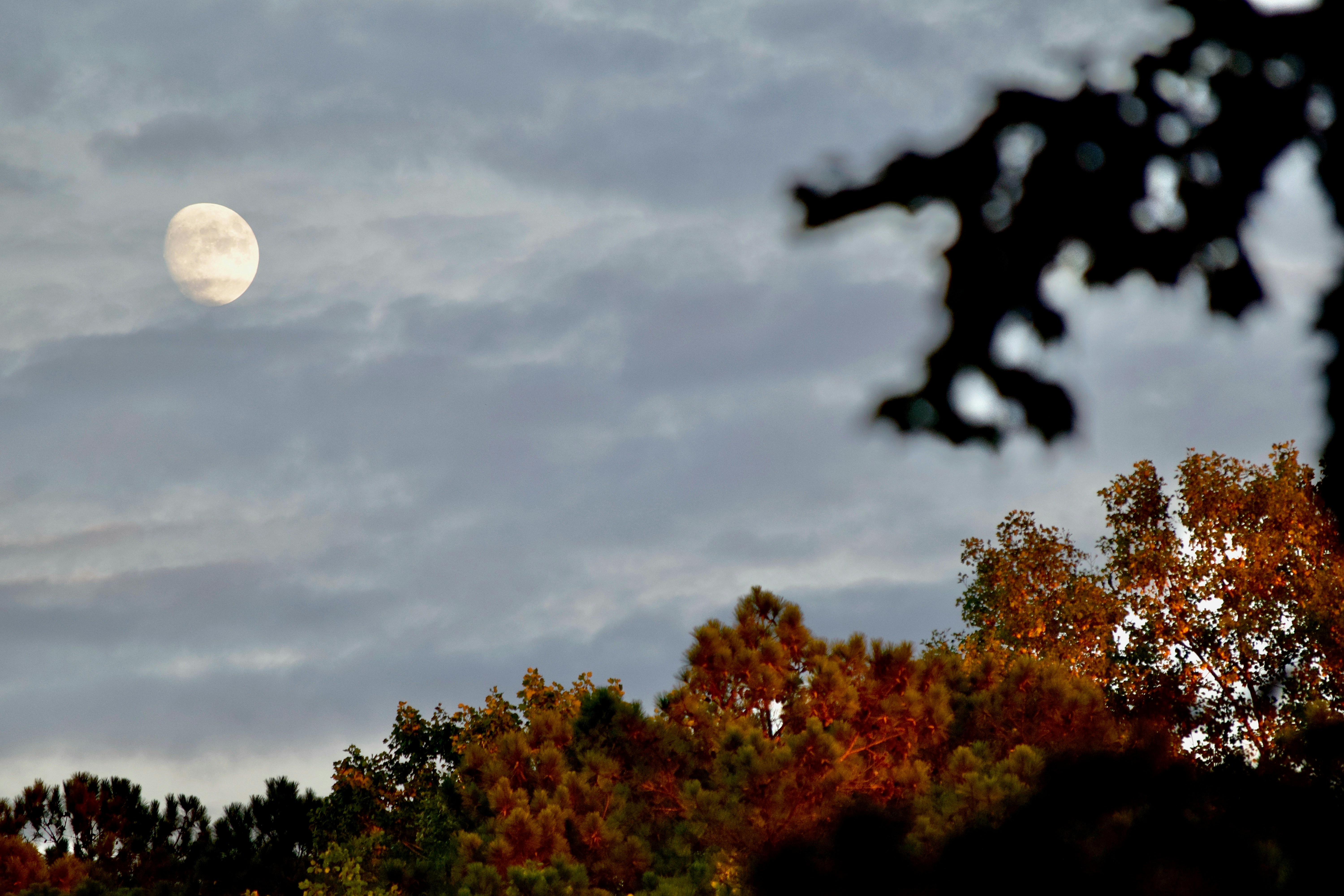 Una luna en el cielo sobre los árboles