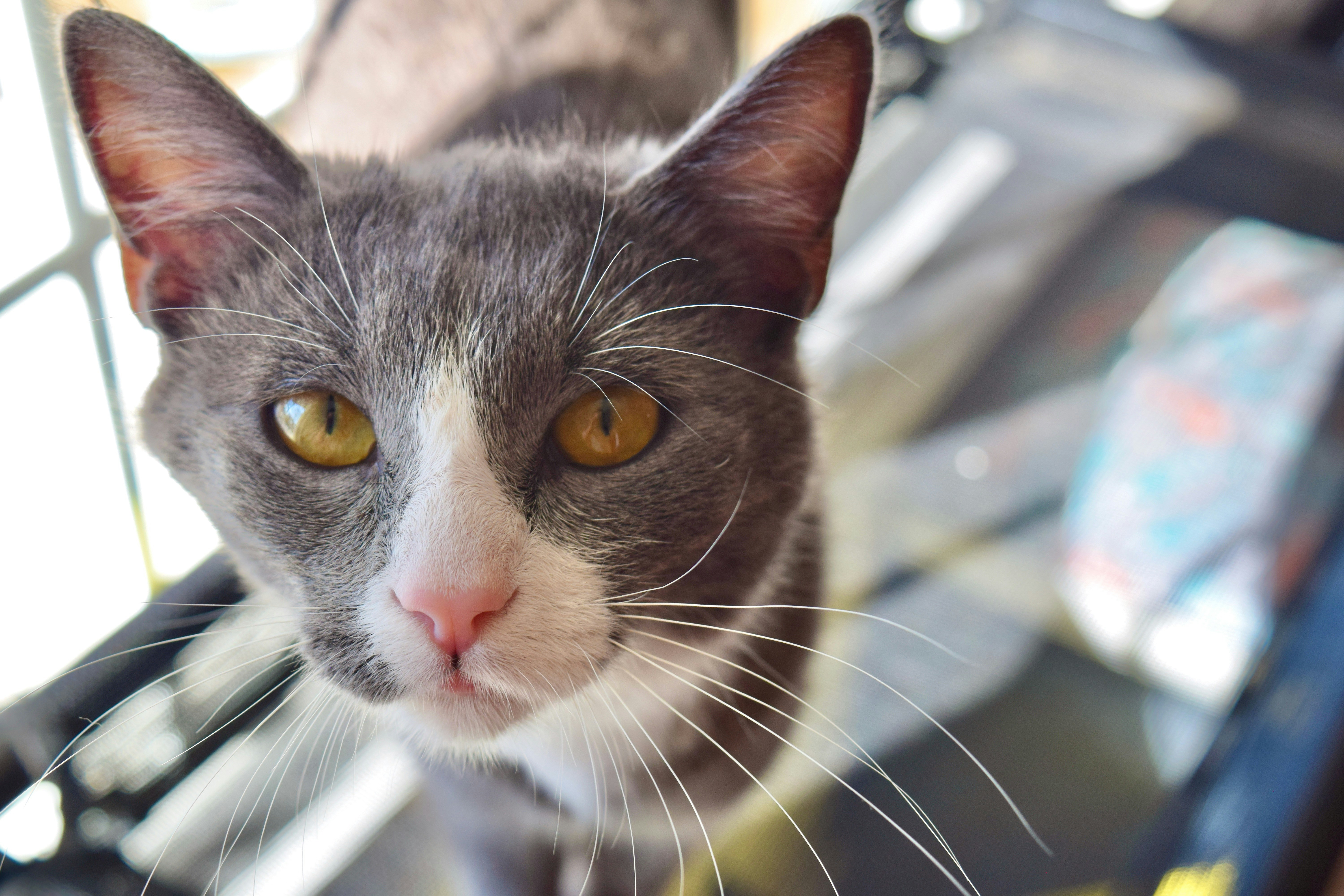 Un gato mirando a la cámara