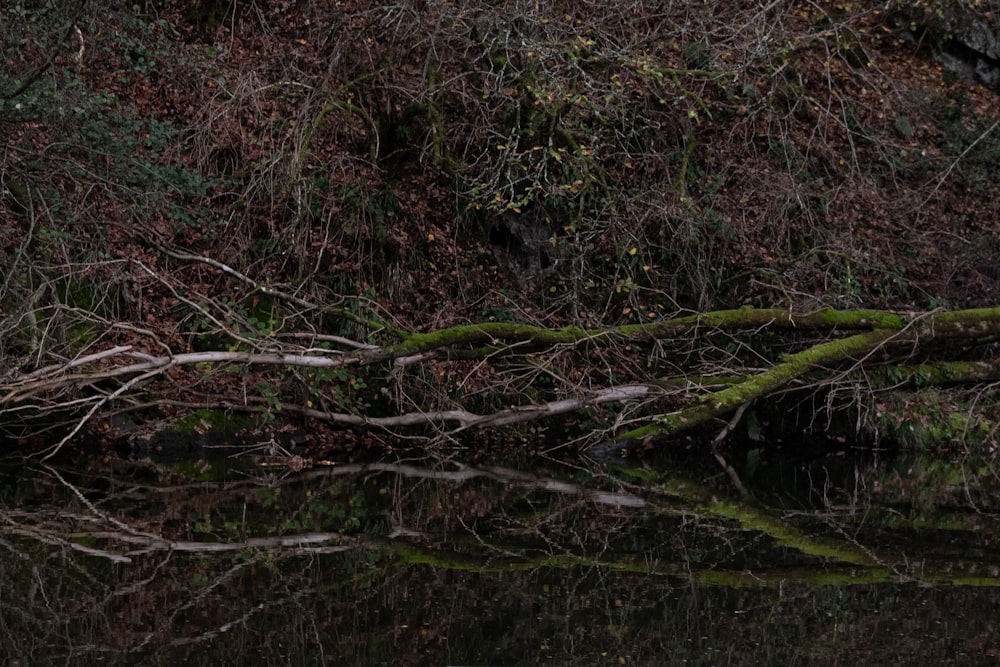 a small pond with fallen trees