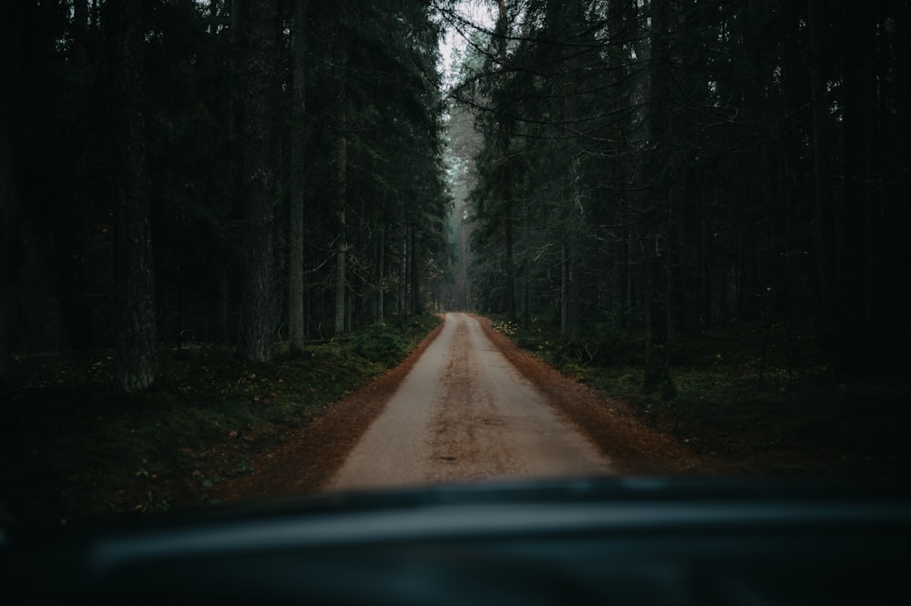 a dirt road in the woods