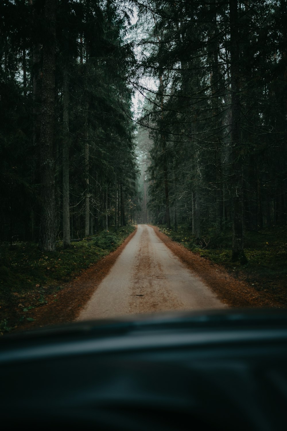 a dirt road in the woods