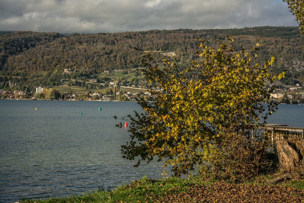 a tree next to a body of water