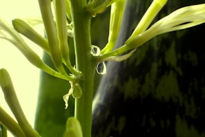 Close-up of a 16 mm diameter drip irrigation hose with water droplets on its surface