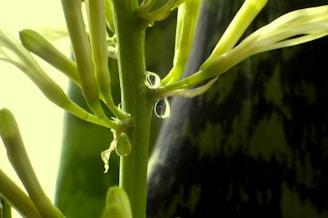 Close-up of a 16 mm diameter drip irrigation hose with water droplets on its surface