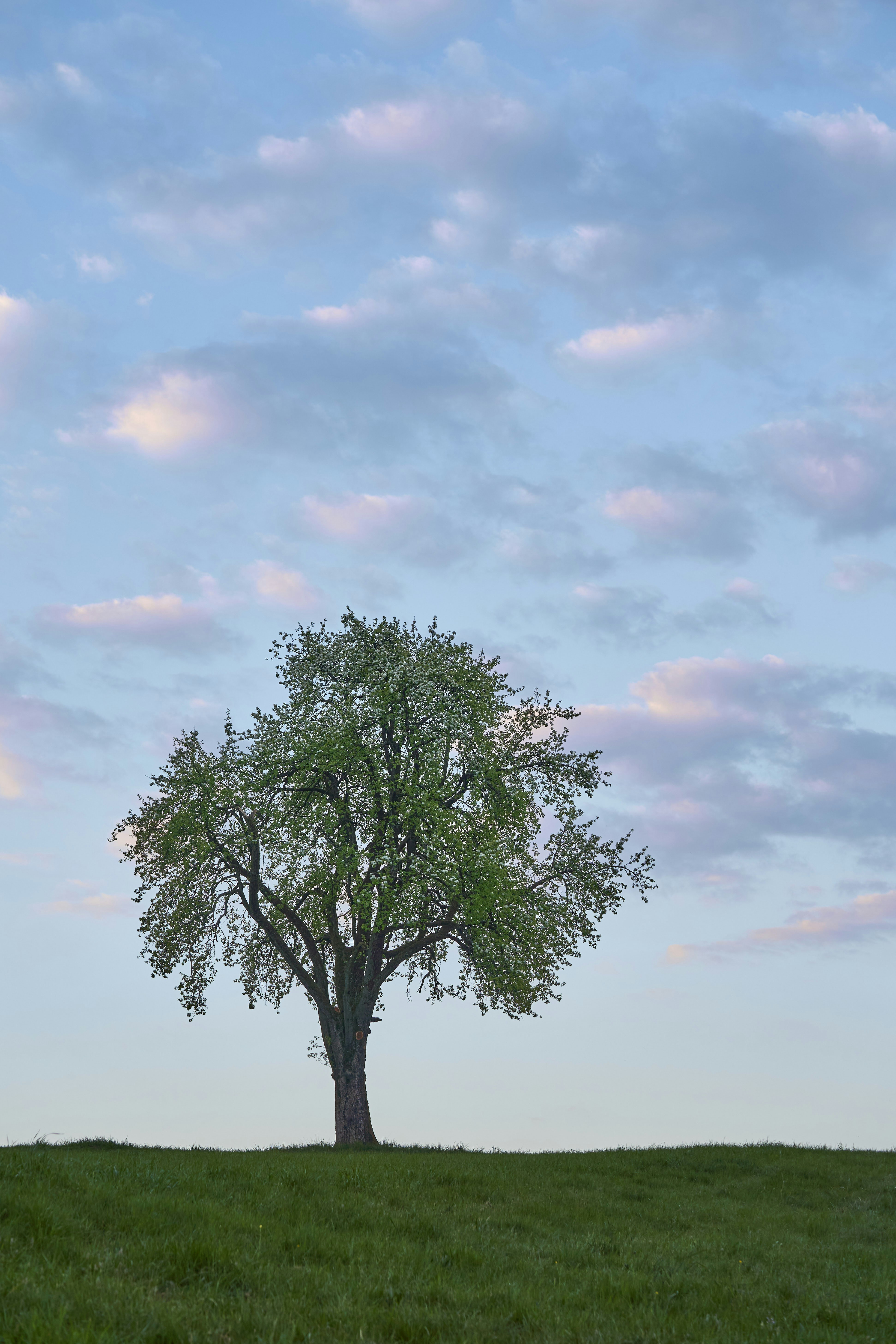 Photo by wolfgang_hasselmann