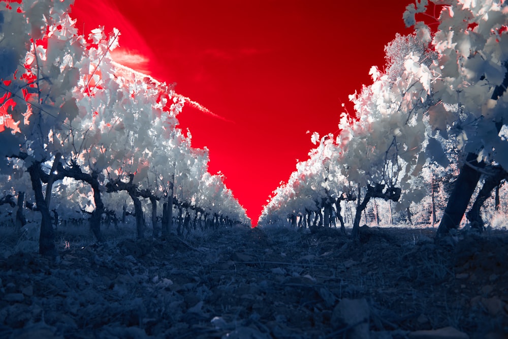 a group of trees with pink flowers