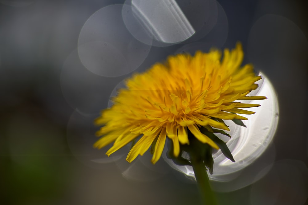 a yellow flower in a white vase