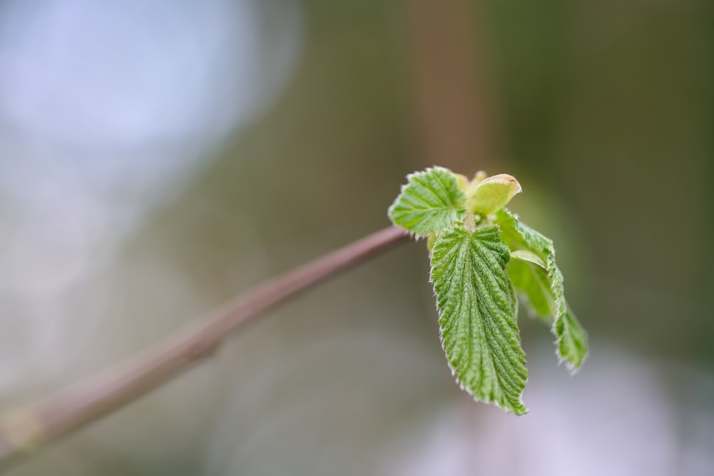 a close up of a leaf