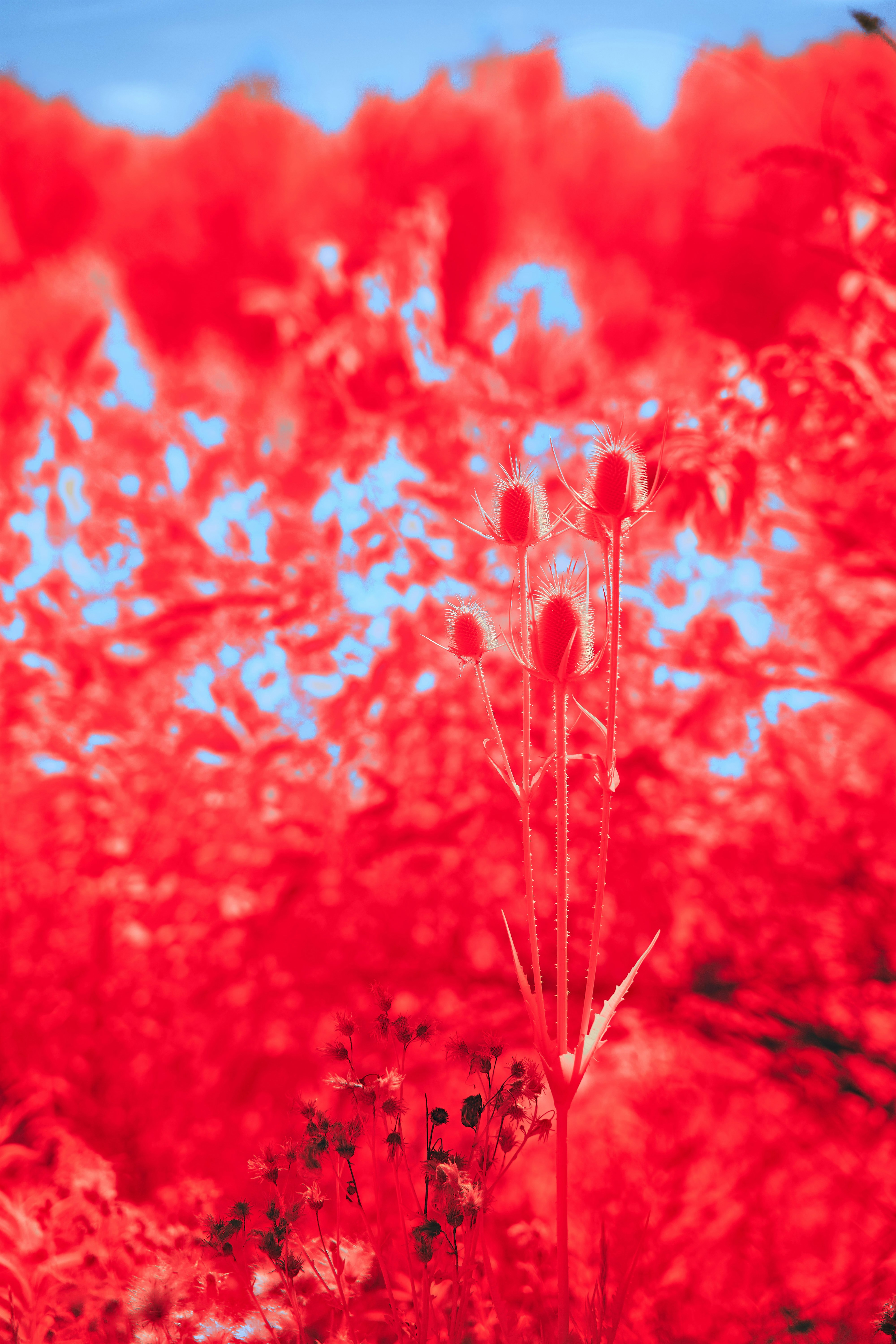 Photo by wolfgang_hasselmann