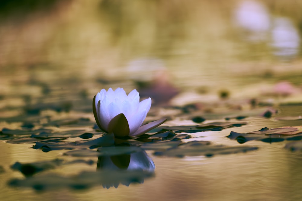a flower floating on water