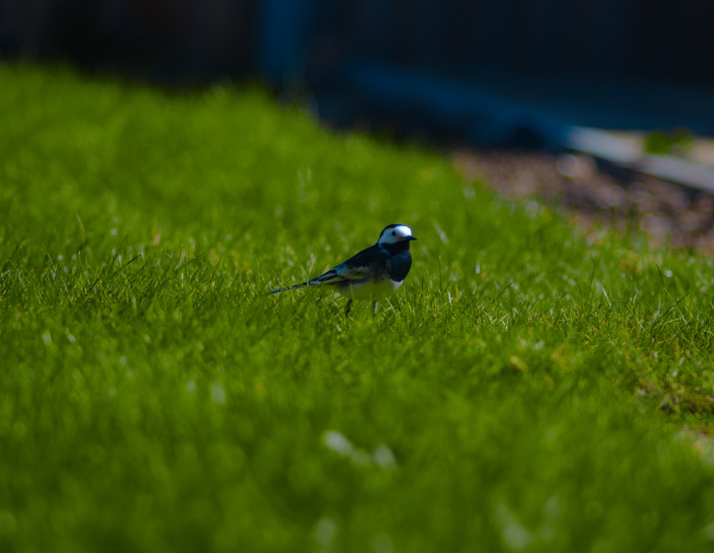 a small bird standing on grass