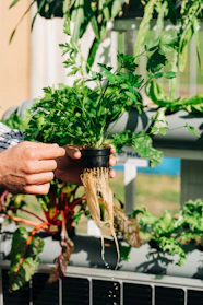 Hands assembling a compact hydroponic system on a kitchen counter