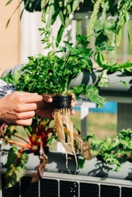 A hand is holding a small plant with lush green leaves and exposed roots. Water is dripping from the roots, suggesting a hydroponic setup. Surrounding this central plant, there are other green plants and some red-stemmed plants growing in a neatly arranged horizontal framework.