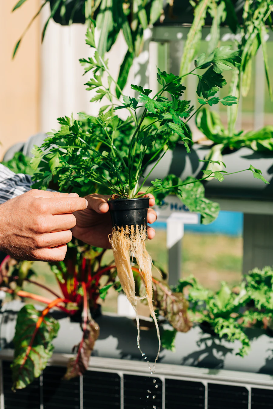 Hands lifting a plant in a net pot from a hydroponic channel, roots hanging free