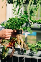 A hand is holding a small plant with lush green leaves and exposed roots. Water is dripping from the roots, suggesting a hydroponic setup. Surrounding this central plant, there are other green plants and some red-stemmed plants growing in a neatly arranged horizontal framework.