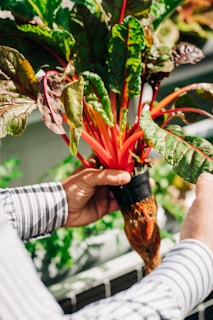 a person holding a plant