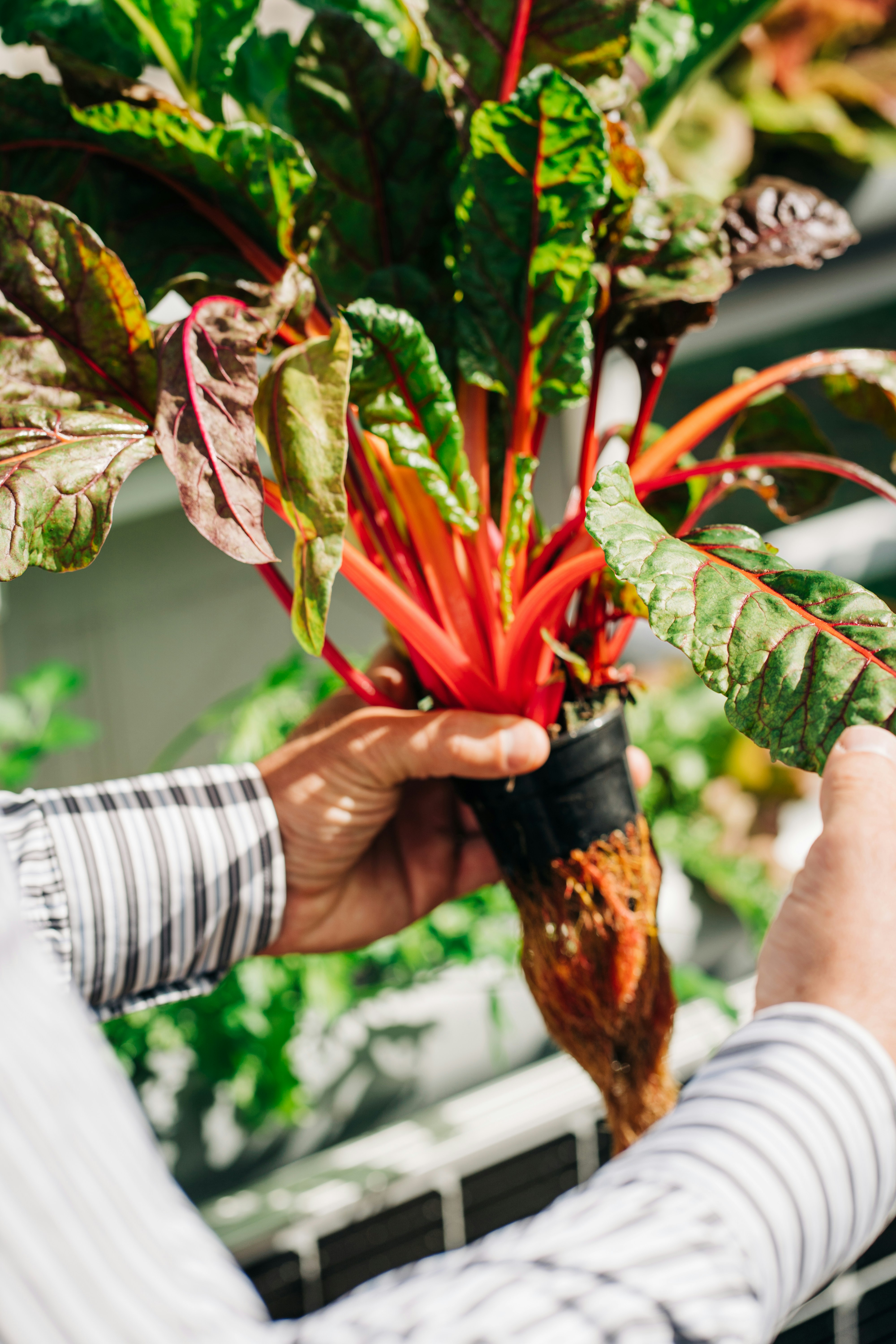 Efficiency of Hydroponic Growing Systems