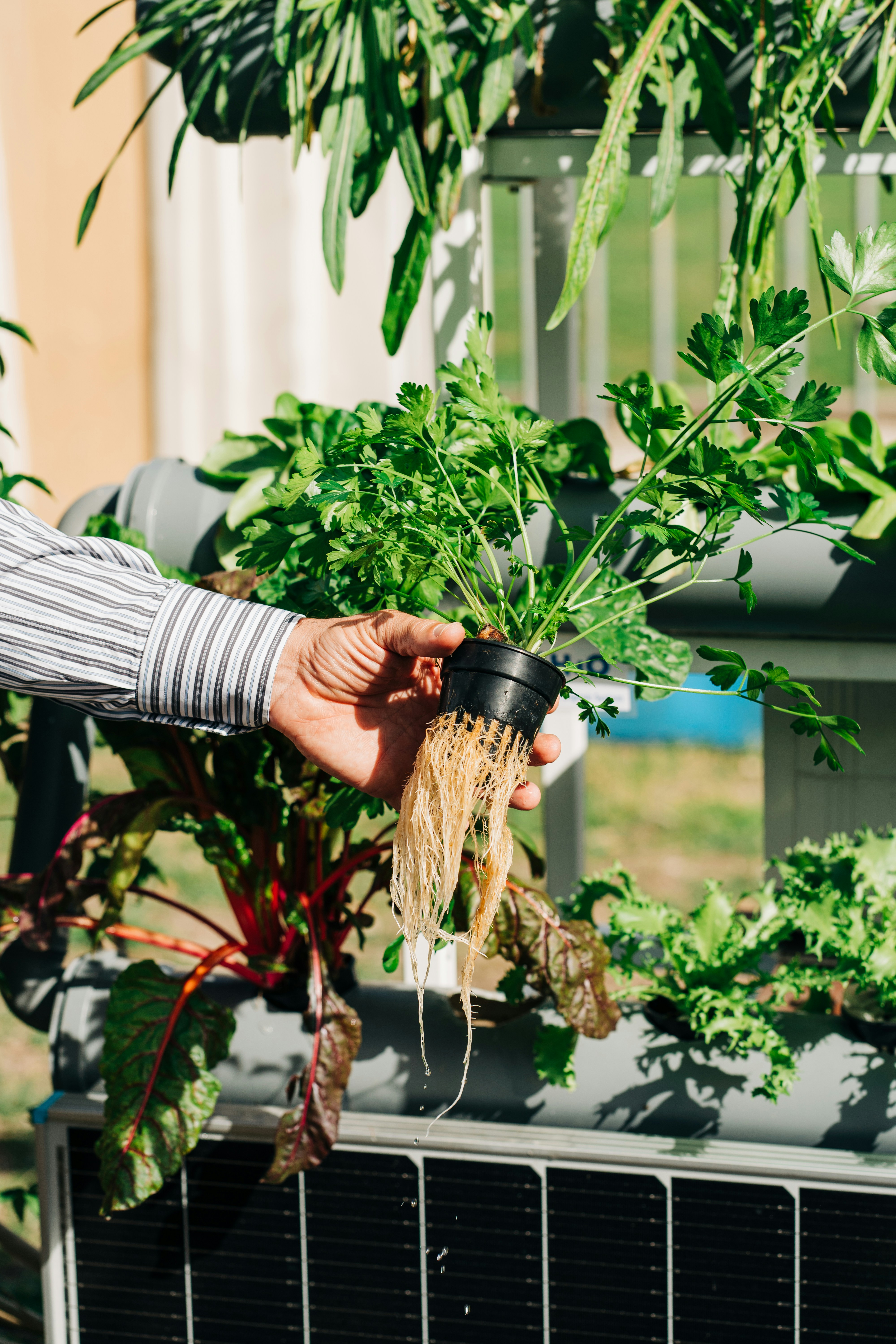 Healthy Plants with Hydroponic Systems