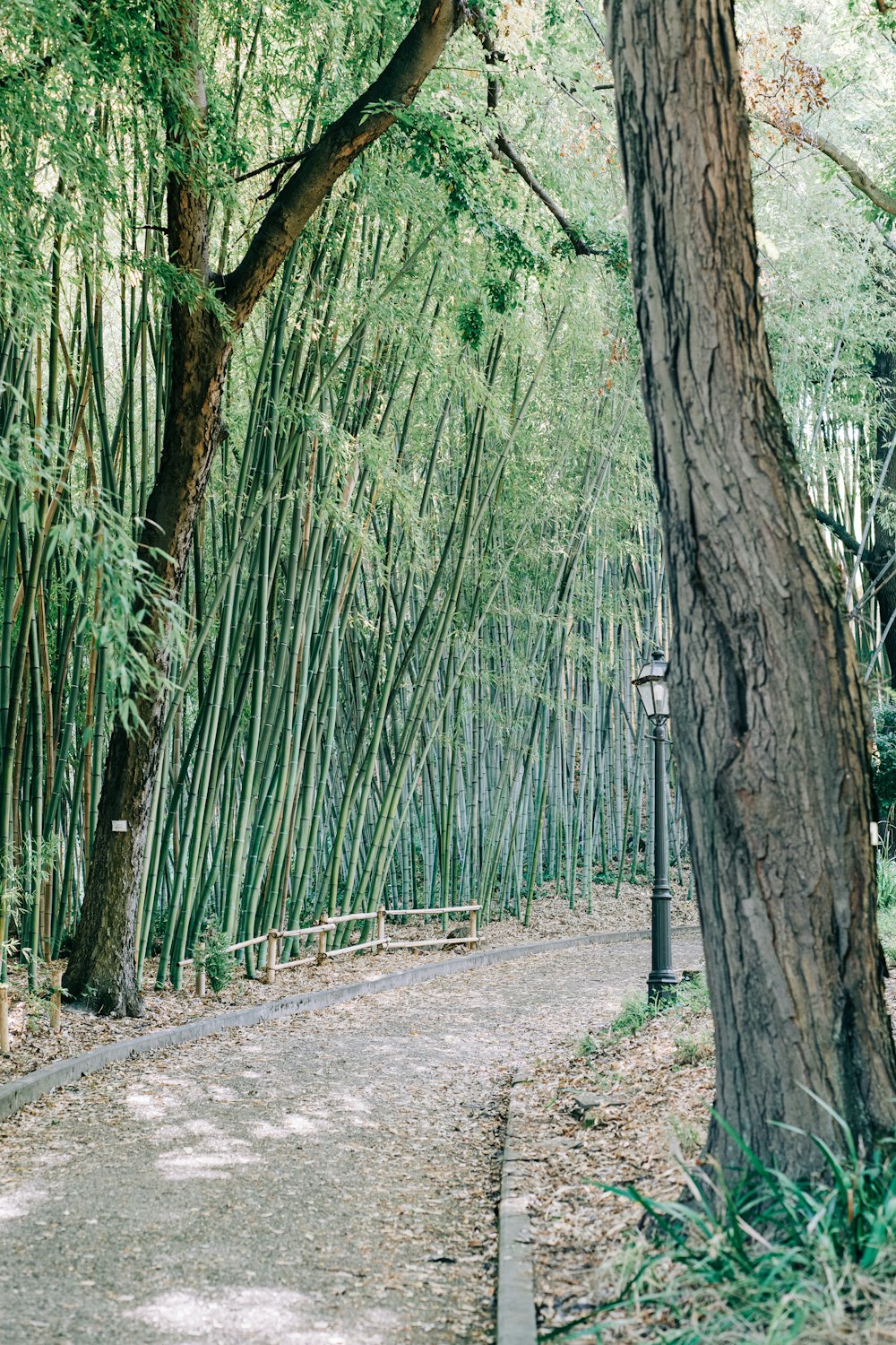 a path with trees on either side