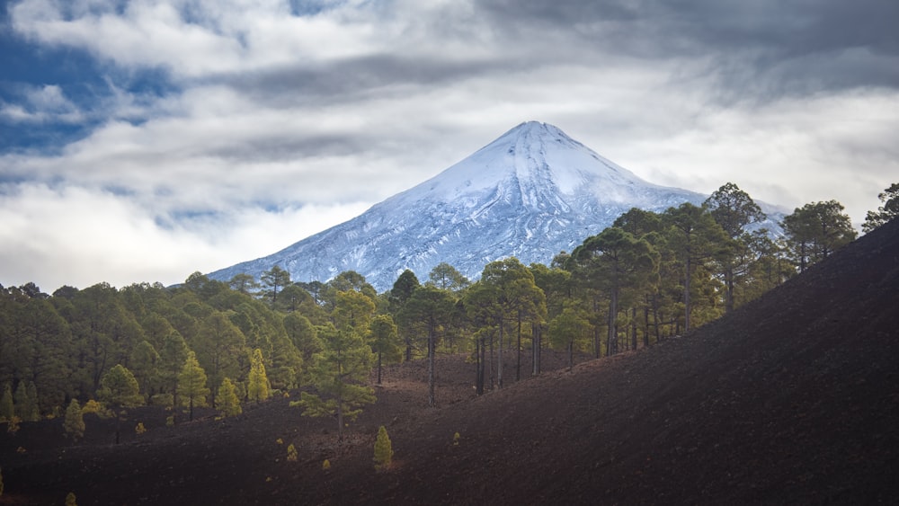 a mountain with trees and a fence